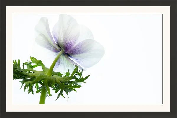 Framed_Flower_Photo_Wall_Hanging_Without_Glass