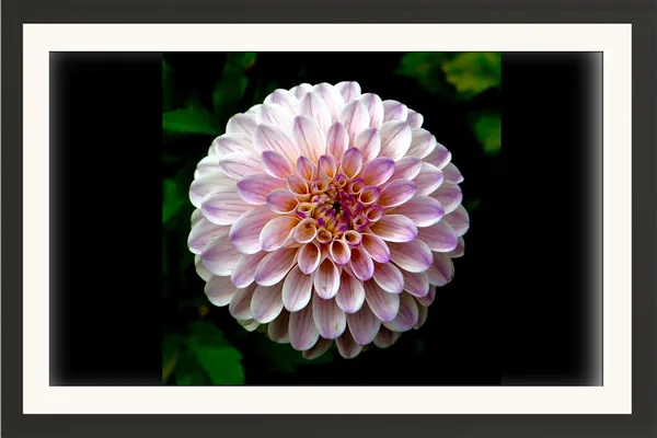 Dahlia_Flower_Wall_Hanging_With_Frame_Without_Glass
