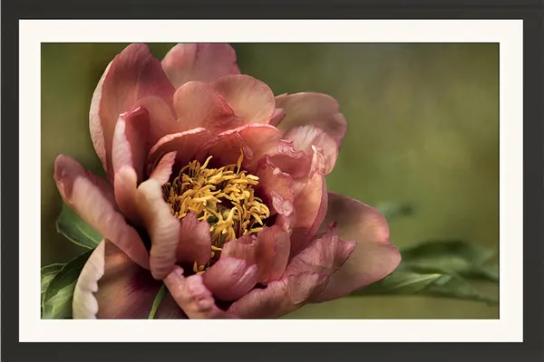 Flower_Nature_Art_Captured_Framed_Photo_Without_Glass