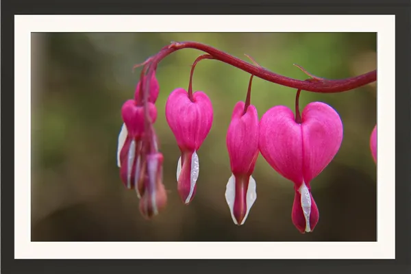 Pink_Flower_Framed_Floral_Wall_Art_Without_Glass