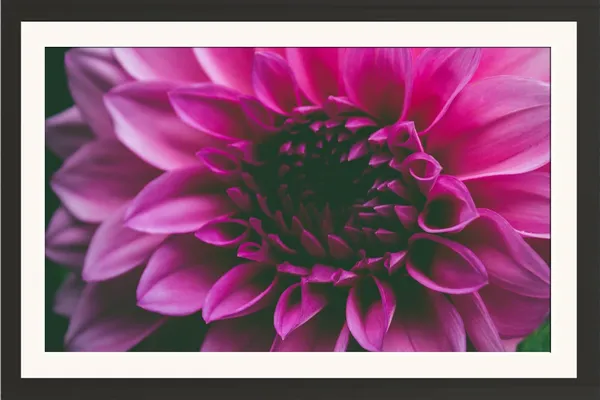 Dahlia_Flower_Wall_Hanging_Framed_Photo_Without_Glass