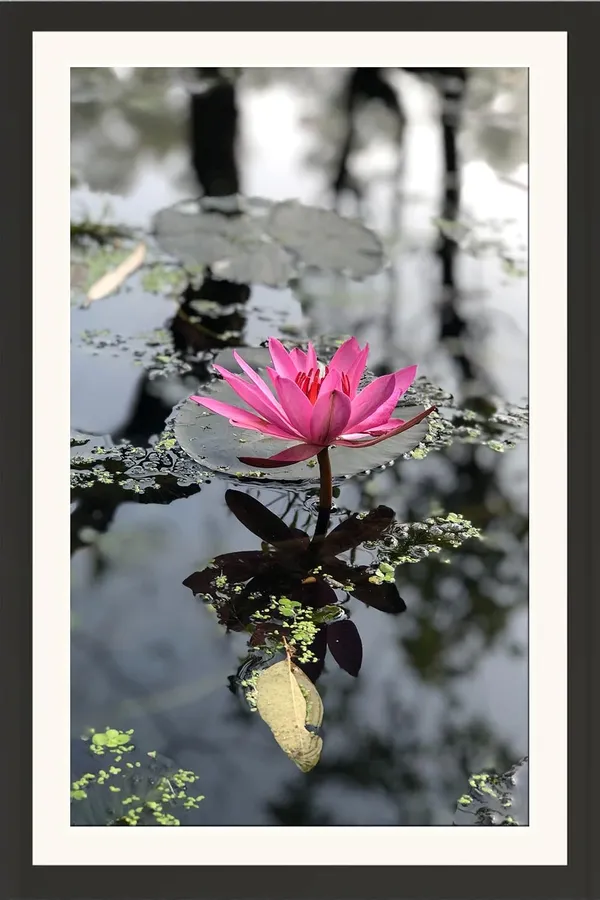 Lotus_Wall_Hanging_FrameWithout_Glass