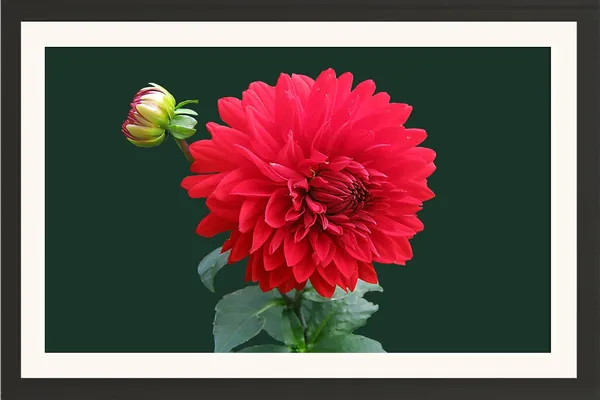 Chrysanthemum_Flower_Wall_Hanging_Frame_Without_Glass