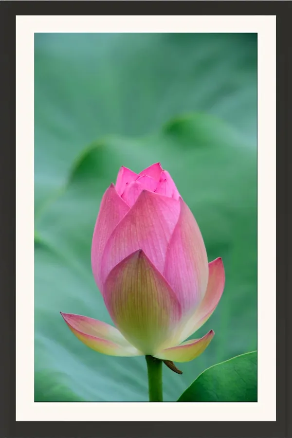 Lotus_Flower_Wall_Hanging_Frame_Without_Glass