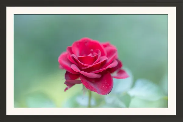 Rose_Flower_Wall_Hanging_Frame_Without_Glass