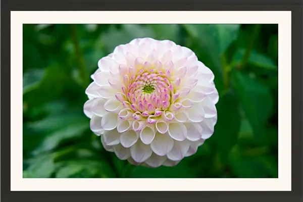 Dahlia_Flower_Wall_Hanging_Frame_Without_Glass
