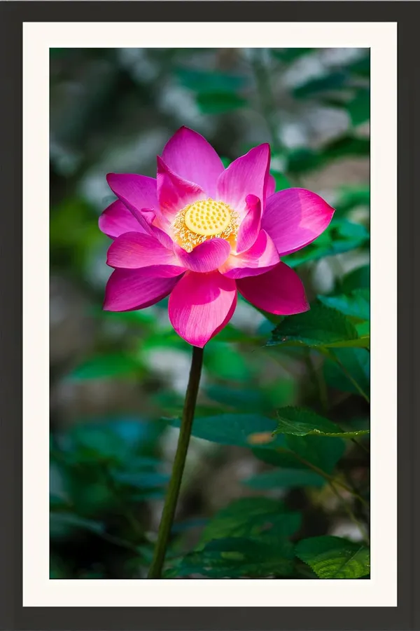 Lotus_Flower_Wall_Hanging_Frame_Without_Glass