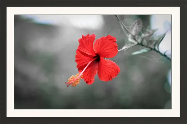 Hibiscus_Flower_Wall_Hanging_Photo_Frame_Without_Glass