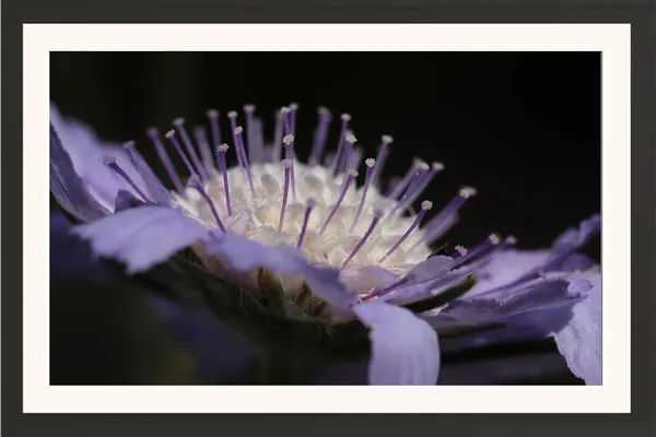 Hibiscus_Flower_Wall_Hanging_Photo_Frame_Without_Glass