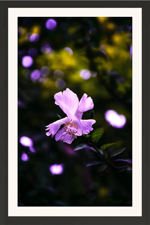 Hibiscus_Flower_Wall_Hanging_Framed_Photo_Without_Glass