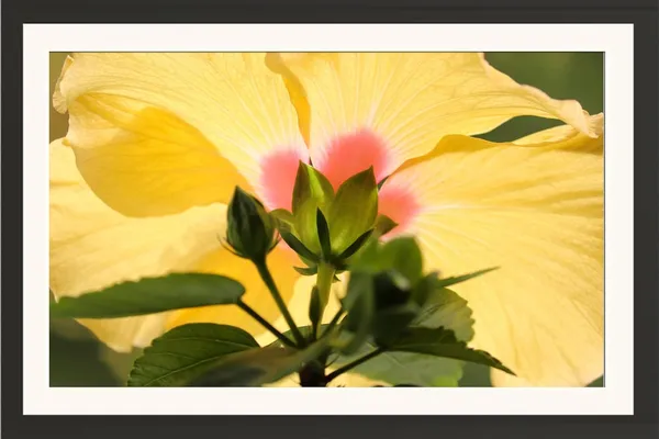 Hibiscus_Flower_Framed_Photo_Print_Without_Glass