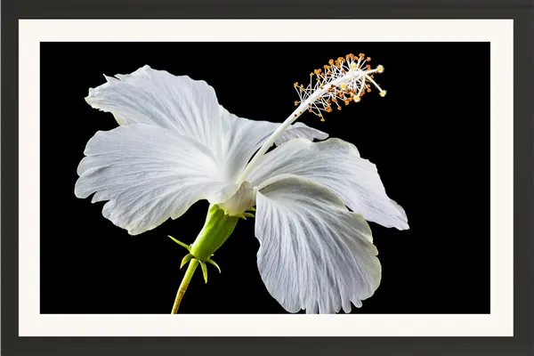 Hibiscus_Flower_Wall_Hanging_Framed_Photo_Without_Glass
