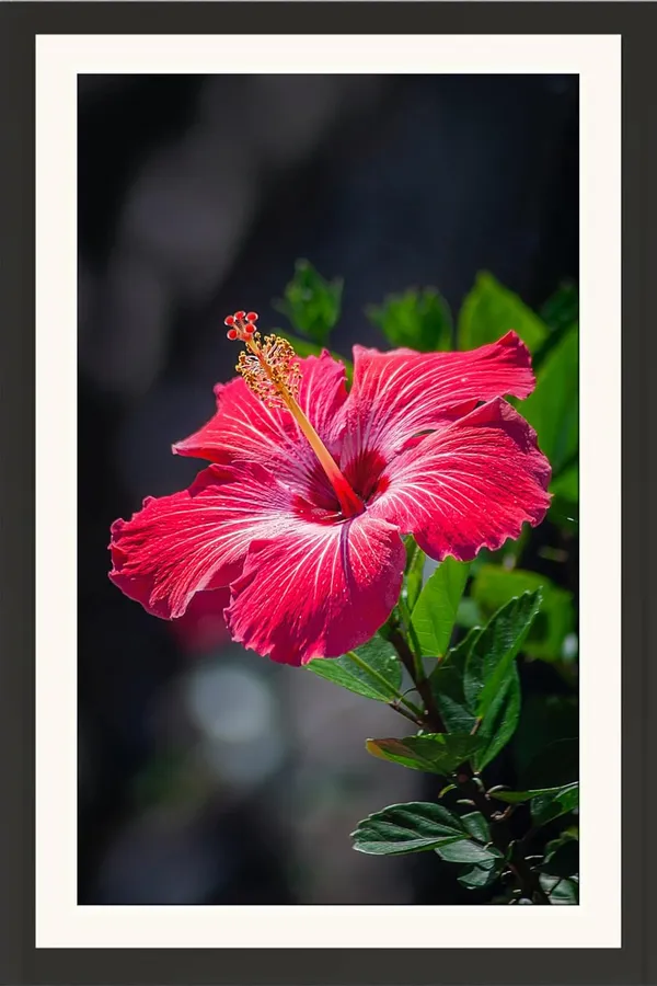 Hibiscus_Flower_Framed_Photo_Wall_Hanging_Without_Glass