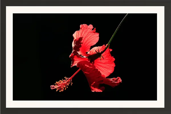 Hibiscus_Flower_Wall_Hanging_Framed_Photo_Without_Glass