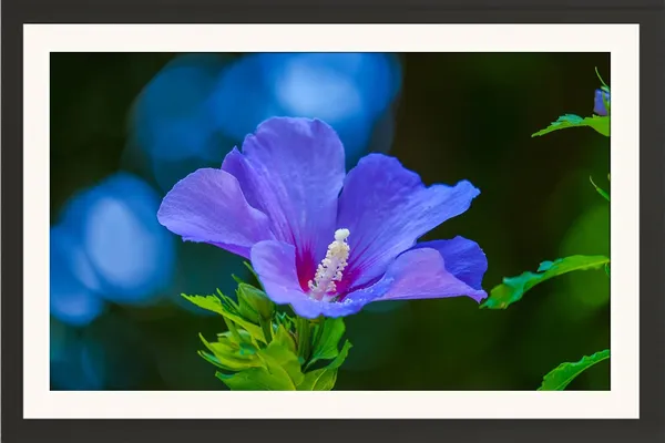 Hibiscus_Flower_Wall_Hanging_Framed_Photo_Without_Glass