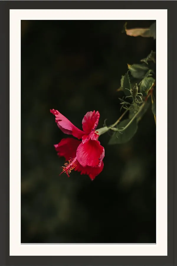 Hibiscus_Flower_Framed_Wall_Art_Without_Glass