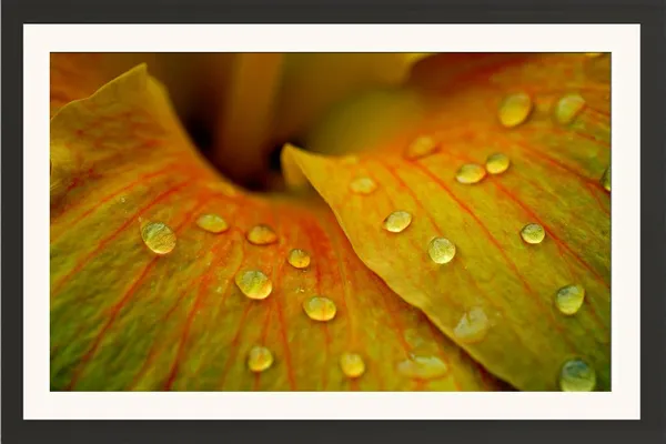 Flower_Wall_Hanging_Photo_Frame_Without_Glass