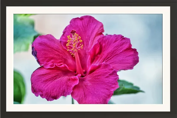Hibiscus_Flower_Framed_Wall_Art_Without_Glass
