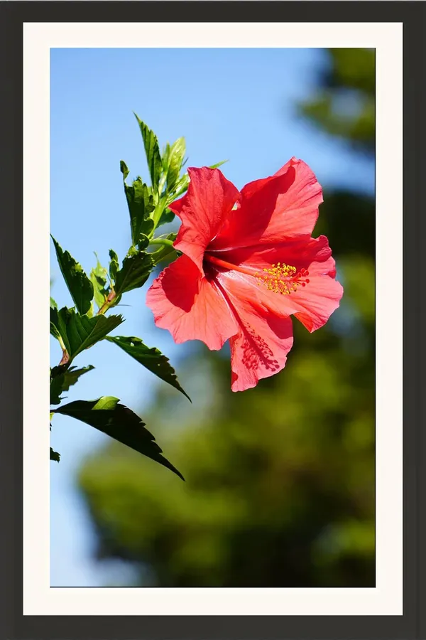Framed_Hibiscus_Flower_Wall_Art_Without_Glass