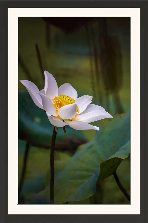 Lotus_Flower_Wall_Hanging_Frame_Without_Glass