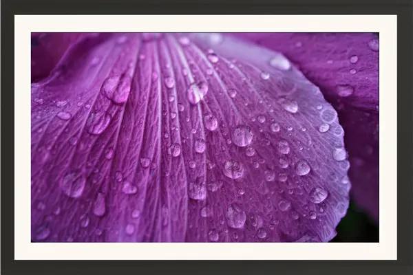 Hibiscus_Flower_Wall_Hanging_Photo_Frame_Without_Glass