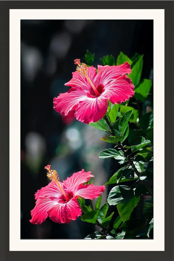 Framed_Hibiscus_Flower_Wall_Art_Without_Glass