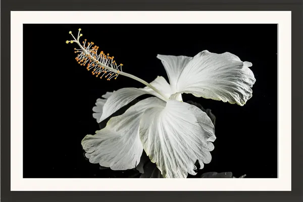 Hibiscus_Flower_Wall_Hanging_Framed_Photo_Without_Glass