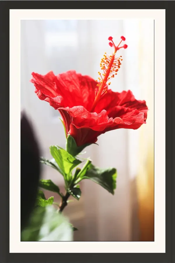 Framed_Hibiscus_Flower_Wall_Art_Without_Glass