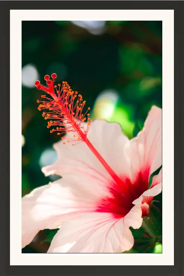 Hibiscus_Flower_Wall_Hanging_Framed_Photo_Without_Glass