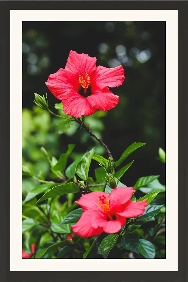Framed_Hibiscus_Flower_Wall_Art_Without_Glass