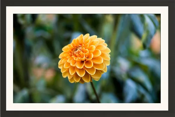 Chrysanthemum_Flower_Framed_Photo_Wall_Hanging_Without_Glass