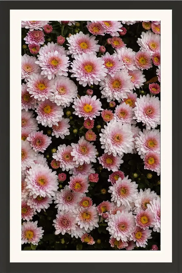 Chrysanthemum_Flower_Framed_Photo_Wall_Hanging_Without_Glass