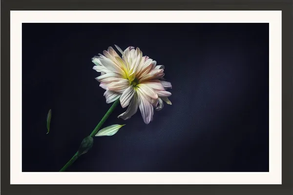 Chrysanthemum_Flower_Wall_Hanging_Frame_Without_Glass
