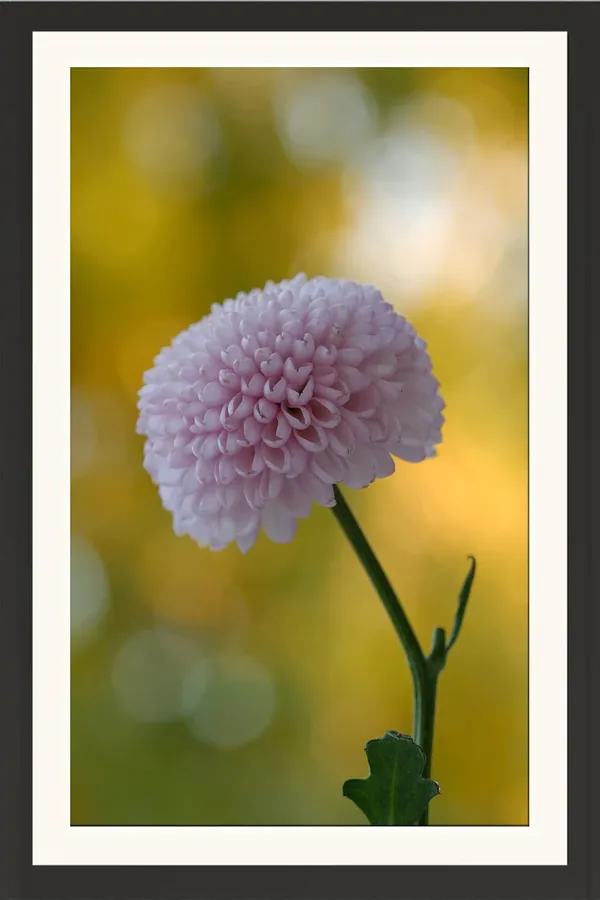 Chrysanthemum_Flower_Framed_Photo_Wall_Hanging_Without_Glass