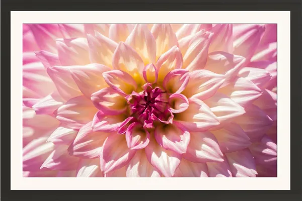 Chrysanthemum_Flower_Framed_Photo_Wall_Hanging_Without_Glass