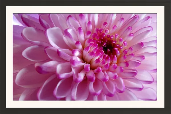 Chrysanthemum_Flower_Framed_Photo_Wall_Hanging_Without_Glass