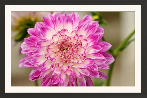 Chrysanthemum_Flower_Framed_Photo_Wall_Hanging_Without_Glass