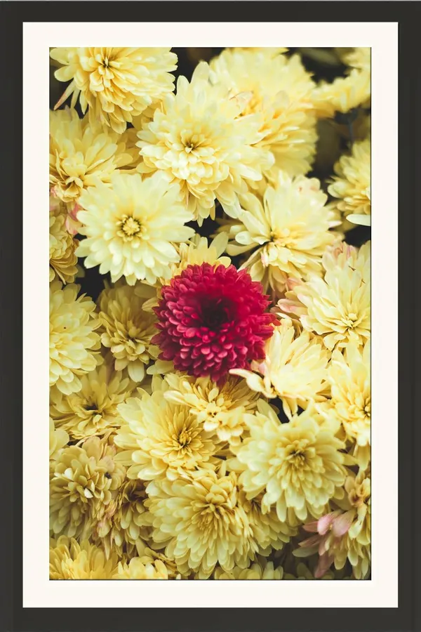 Chrysanthemum_Flower_Wall_Hanging_Framed_Photo_Without_Glass
