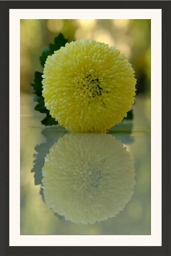 Chrysanthemum_Flower_Framed_Photo_Wall_Hanging_Without_Glass