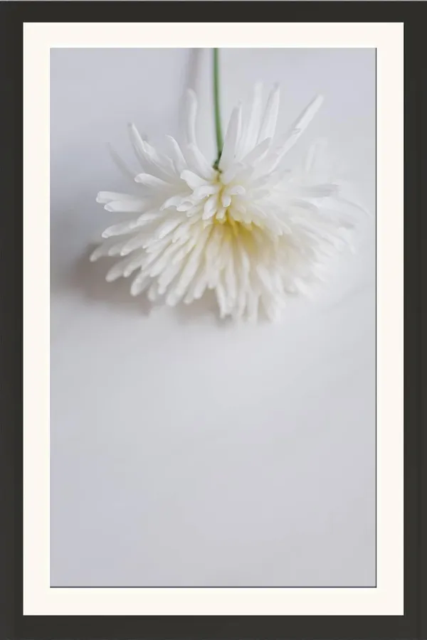 Chrysanthemum_Flower_Framed_Photo_Wall_Hanging_Without_Glass