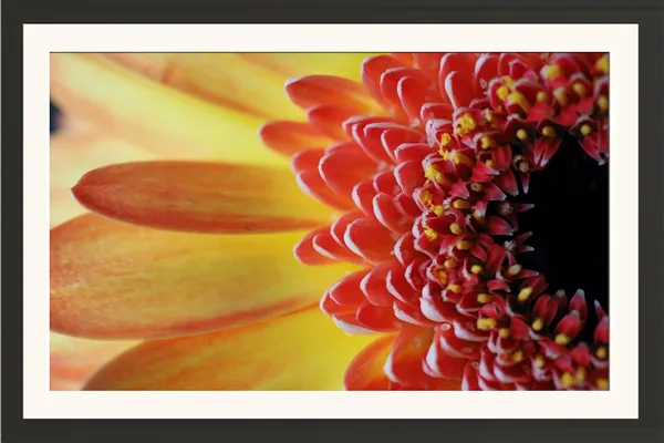 Chrysanthemum_Flower_Wall_Hanging_Framed_Photo_Without_Glass