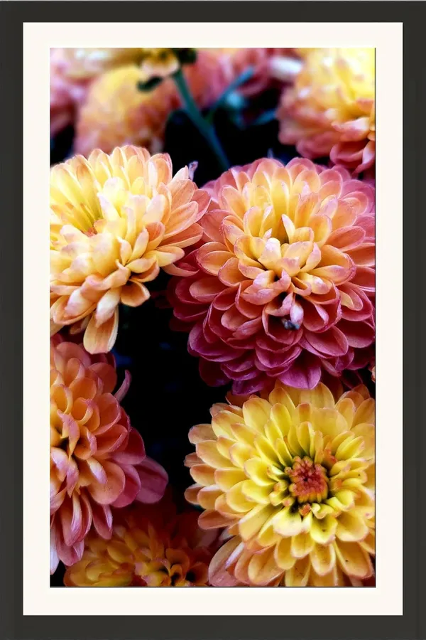 Chrysanthemum_Flower_Framed_Photo_Wall_Hanging_Without_Glass