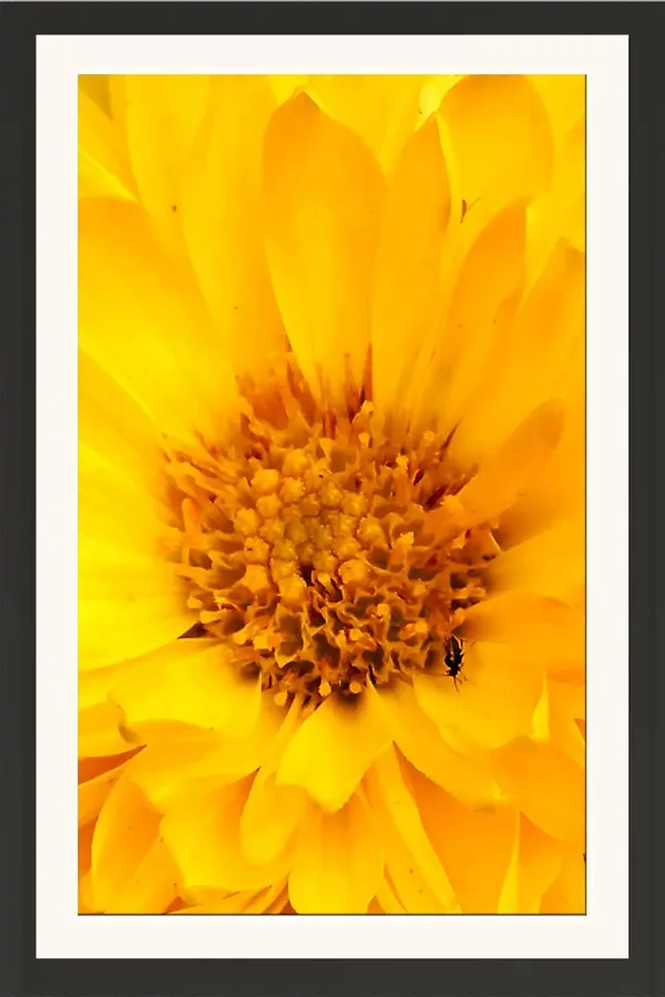 Chrysanthemum_Flower_Framed_Photo_Wall_Hanging_Without_Glass