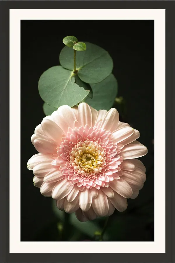 Chrysanthemum_Flower_Framed_Photo_Wall_Hanging_Without_Glass