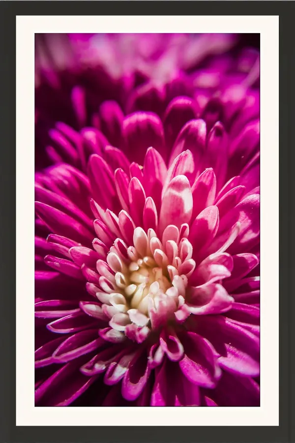 Chrysanthemum_Flower_Framed_Photo_Wall_Hanging_Without_Glass