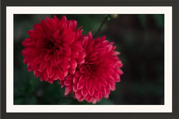 Chrysanthemum_Flower_Framed_Photo_Wall_Hanging_Without_Glass