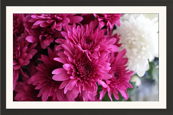 Chrysanthemum_Flower_Framed_Photo_Wall_Hanging_Without_Glass