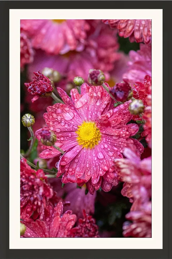 Chrysanthemum_Pink_Flower_Framed_Photo_Wall_Hanging_Without_Glass