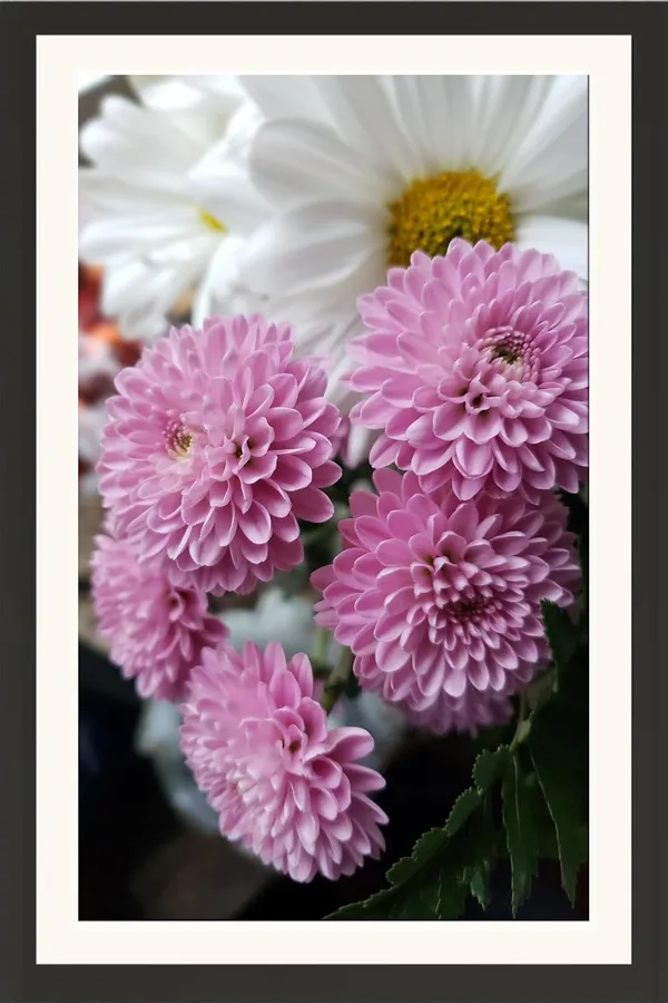 Chrysanthemum_Flower_Framed_Photo_Wall_Hanging_Without_Glass