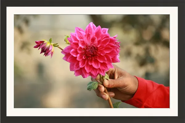 Chrysanthemum_Flower_Wall_Hanging_Framed_Photo_Without_Glass